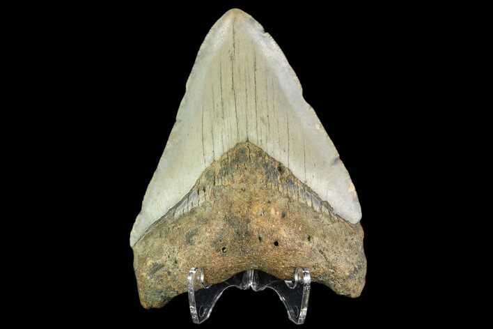 Fossil Megalodon Tooth - North Carolina #109886